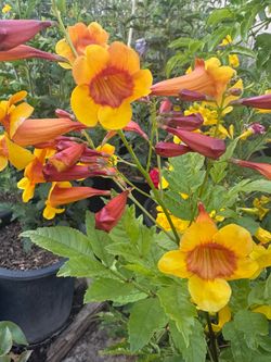 Flores de benta