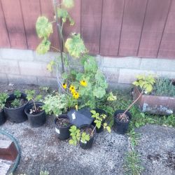 Plants For Sale