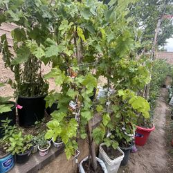 Grape Plants