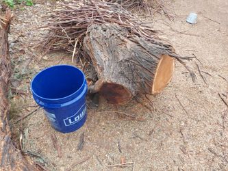 Free Mesquite Logs