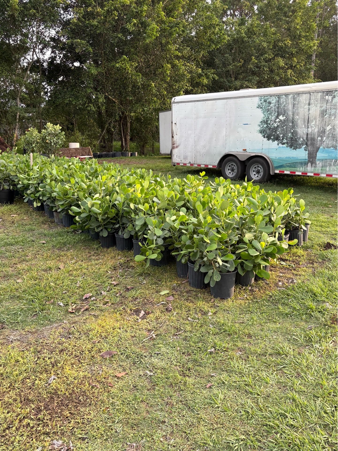 Clusia shrubs