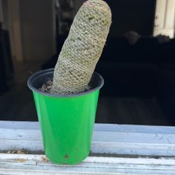 Succulent Cactus 🌵 