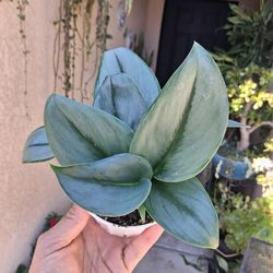 Scindapsus Treubii Moonlight Plant $18