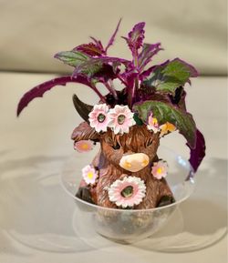 Purple Passion Vine in Ceramic Highland Cow Planter