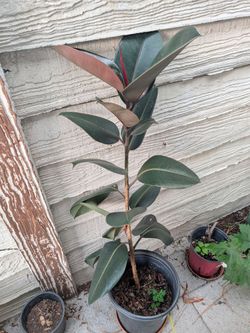 Healthy Rubber Plant