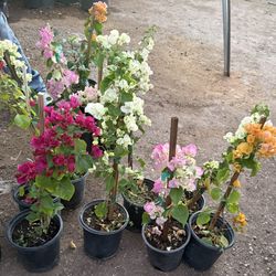 Guvanbilias In One Gallon 2F The Tall $20 Each Price Firm 