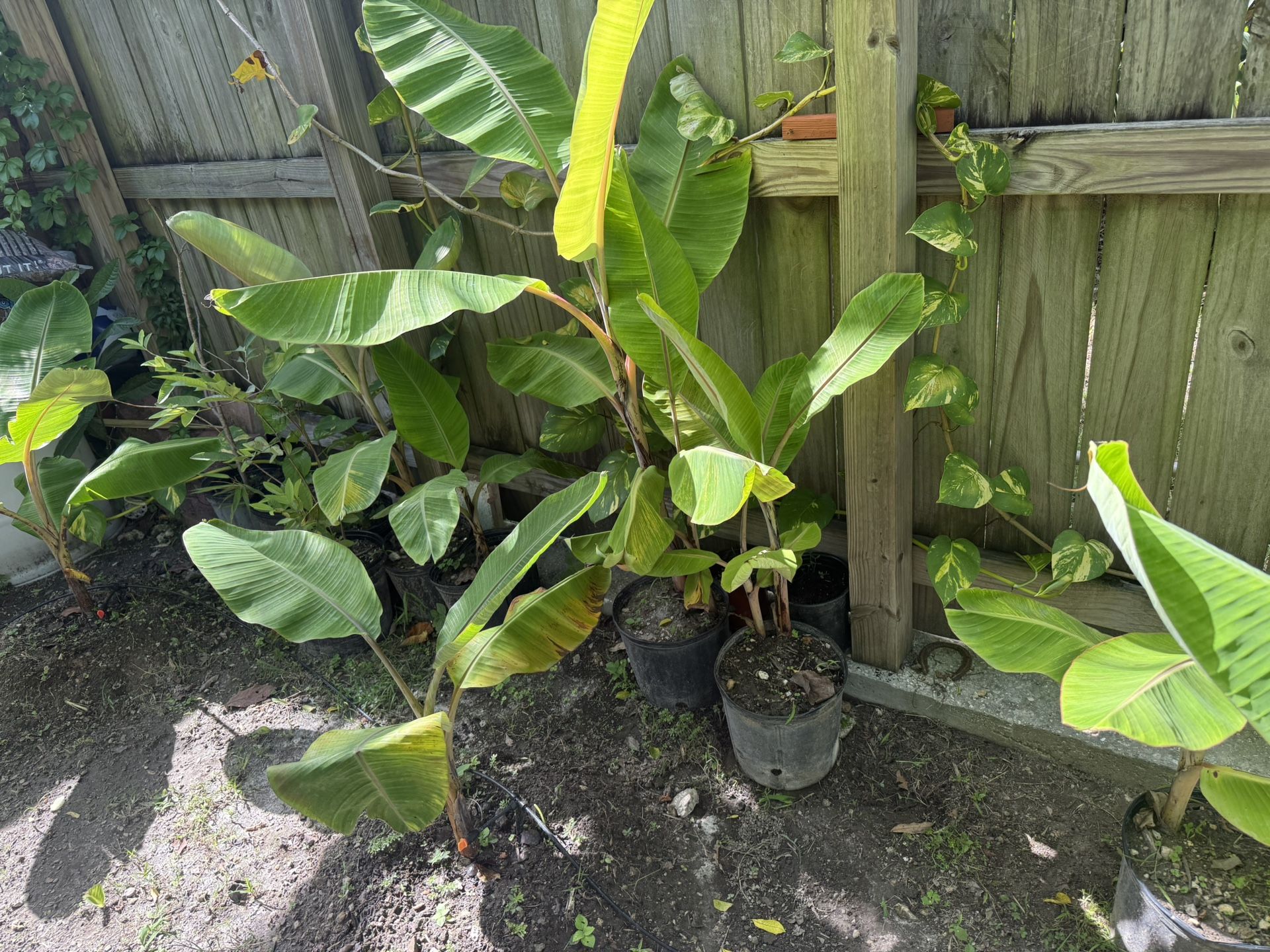 Matas De Plátanos (fruta, Manzano, Juguayano) Banana Tree