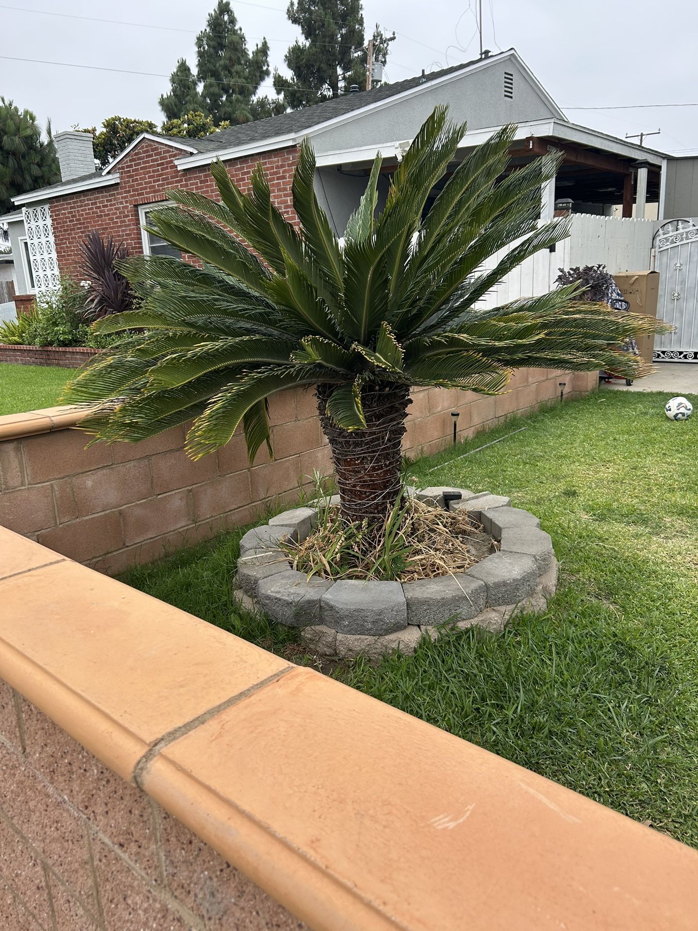 Sago Palm