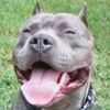 Bigdog