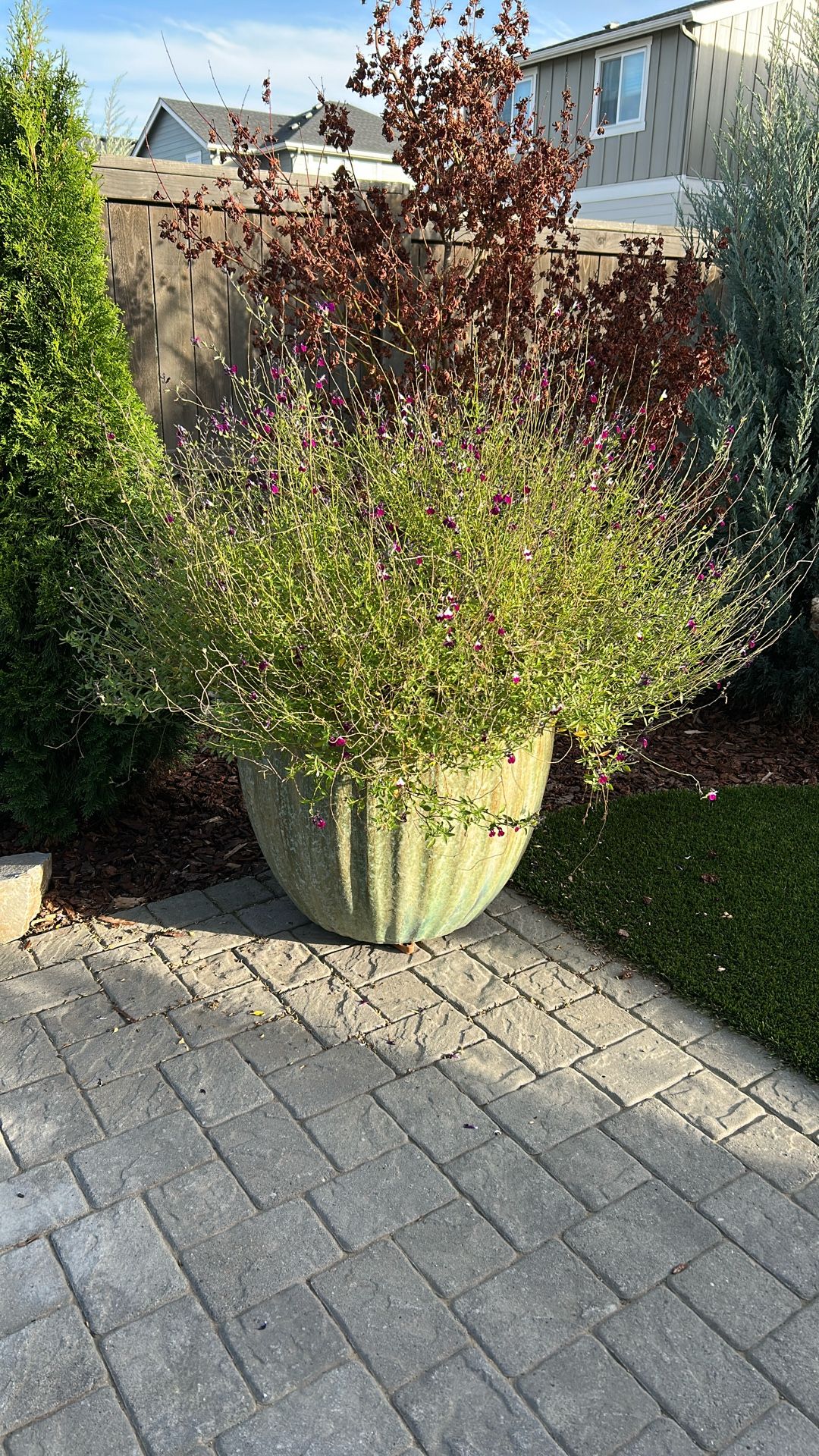 Extra Large Ceramic Pot With Purple Salvia