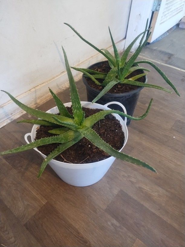 Aloe Vera Plants