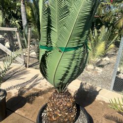 Dioon Golden Merolae