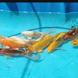 Butterfly Koi