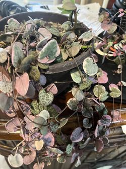 variegated string of hearts 6” pot , 4 feet long , Flowering , $75 