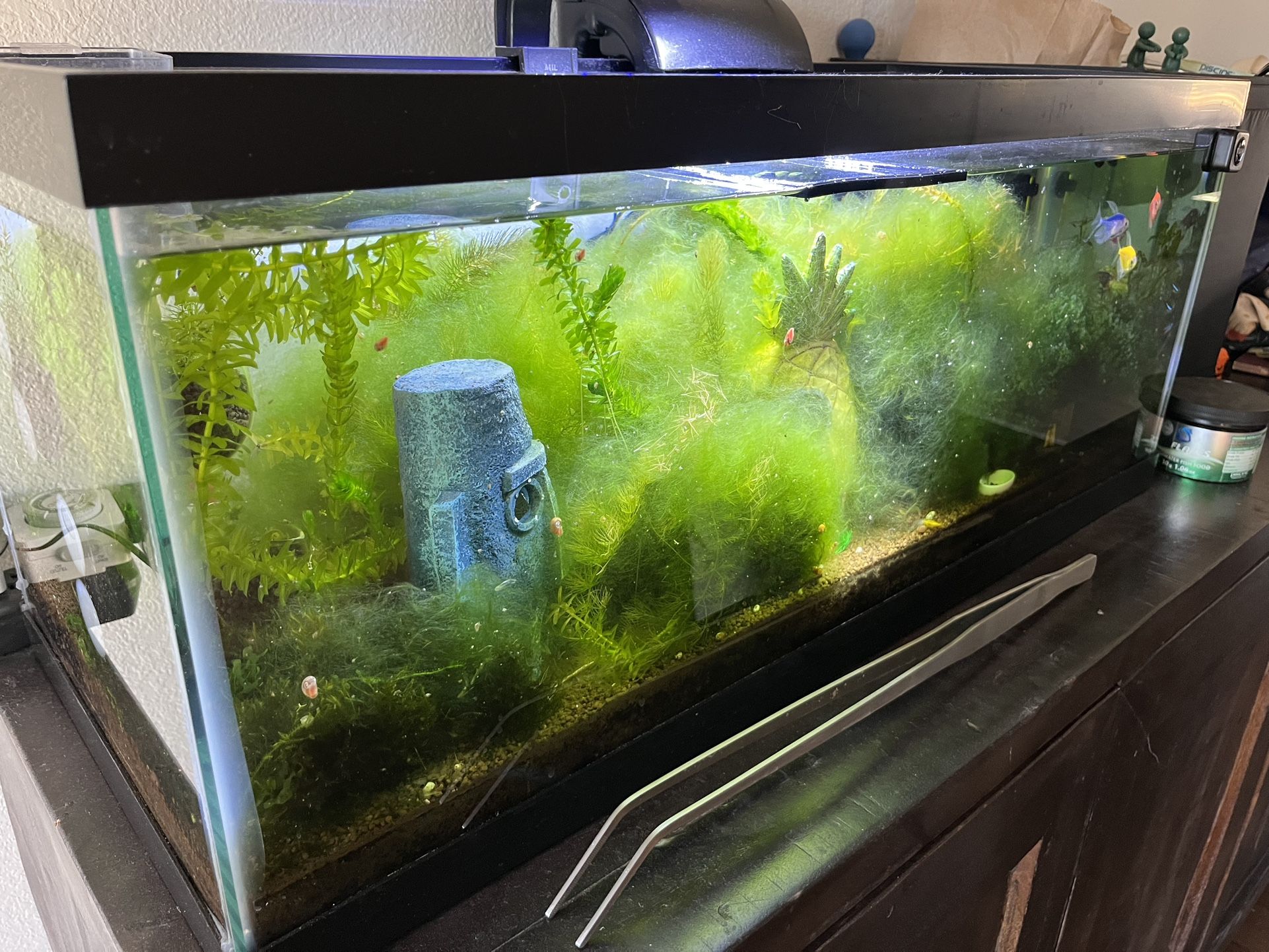 20 Gallon Planted Tank