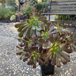 Beautiful And Colorful Well Established Succulent!
