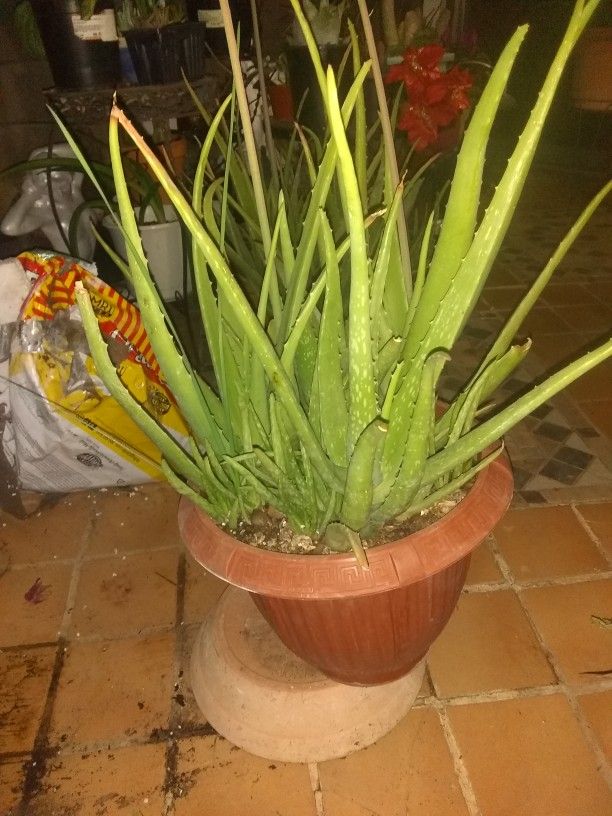 Aloe Vera In A Plastic Pot 12 In Tall