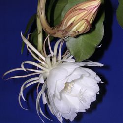 Queen Of The Night Cactus 