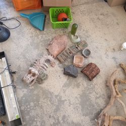 Reptile Hides And Water