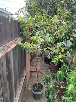 Guava Tree