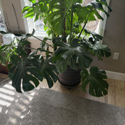 Monstera Deliciosa 