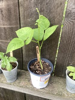 Organic Green Bean Seedling 