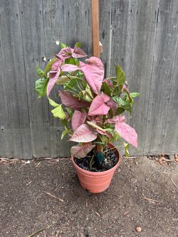 Pink syngonium