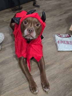 Dog Costume