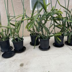 Dragon Fruit Plants