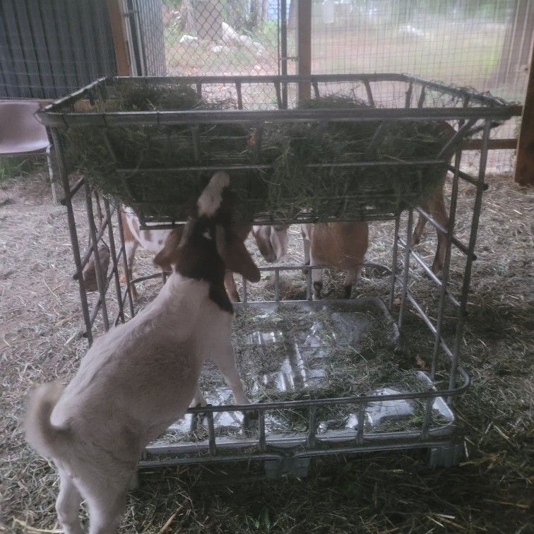 Goat Feeders