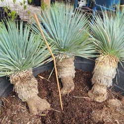 Yuccas Rostratas Blue Palm 1ft Tall 