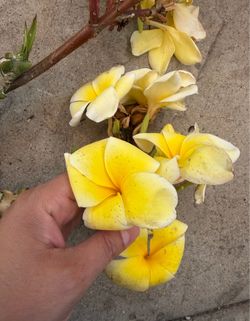 Cutting plumeria