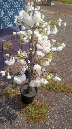 New set 📐 f dogwood trees 30 dollar's each or
