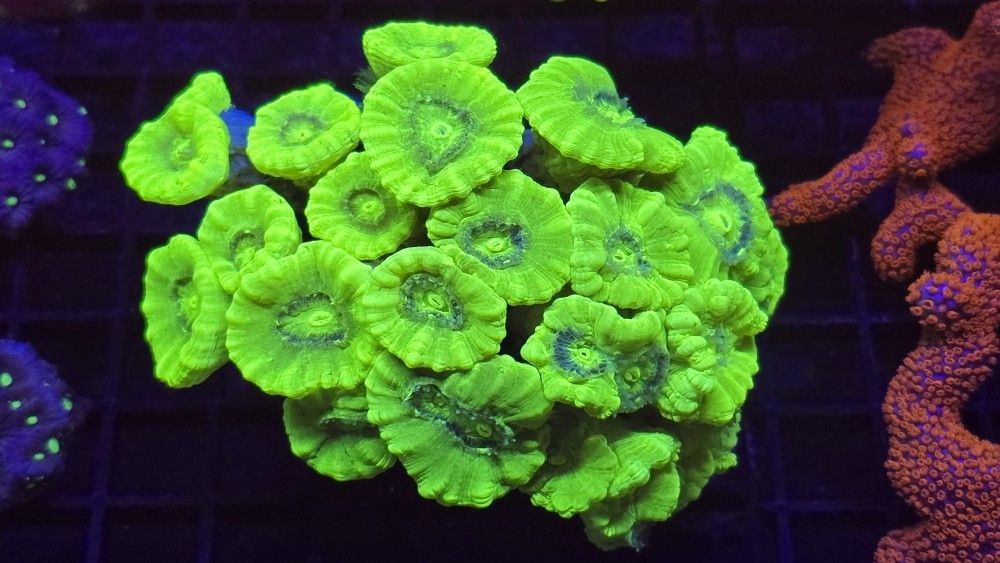 Coral Frags And Colonies