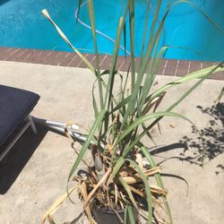 $6 sugarcane in 5 gallon sugar cane plant