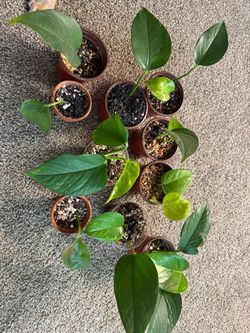 Pothos starters