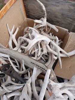 ANTLERS  $1 EACH