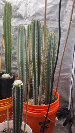 Echinopsis pachanoi