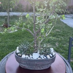 Very Healthy Jade Good Luck Tree And Portulacaria Plant In Rustic Vase 