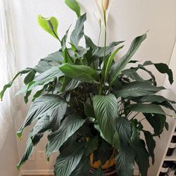 House Plants — free