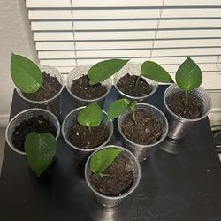 Epipremnum Aureum - Jade Pothos- Root cutting