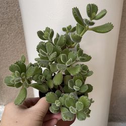 Beautiful Panda Paw Succulent Plant