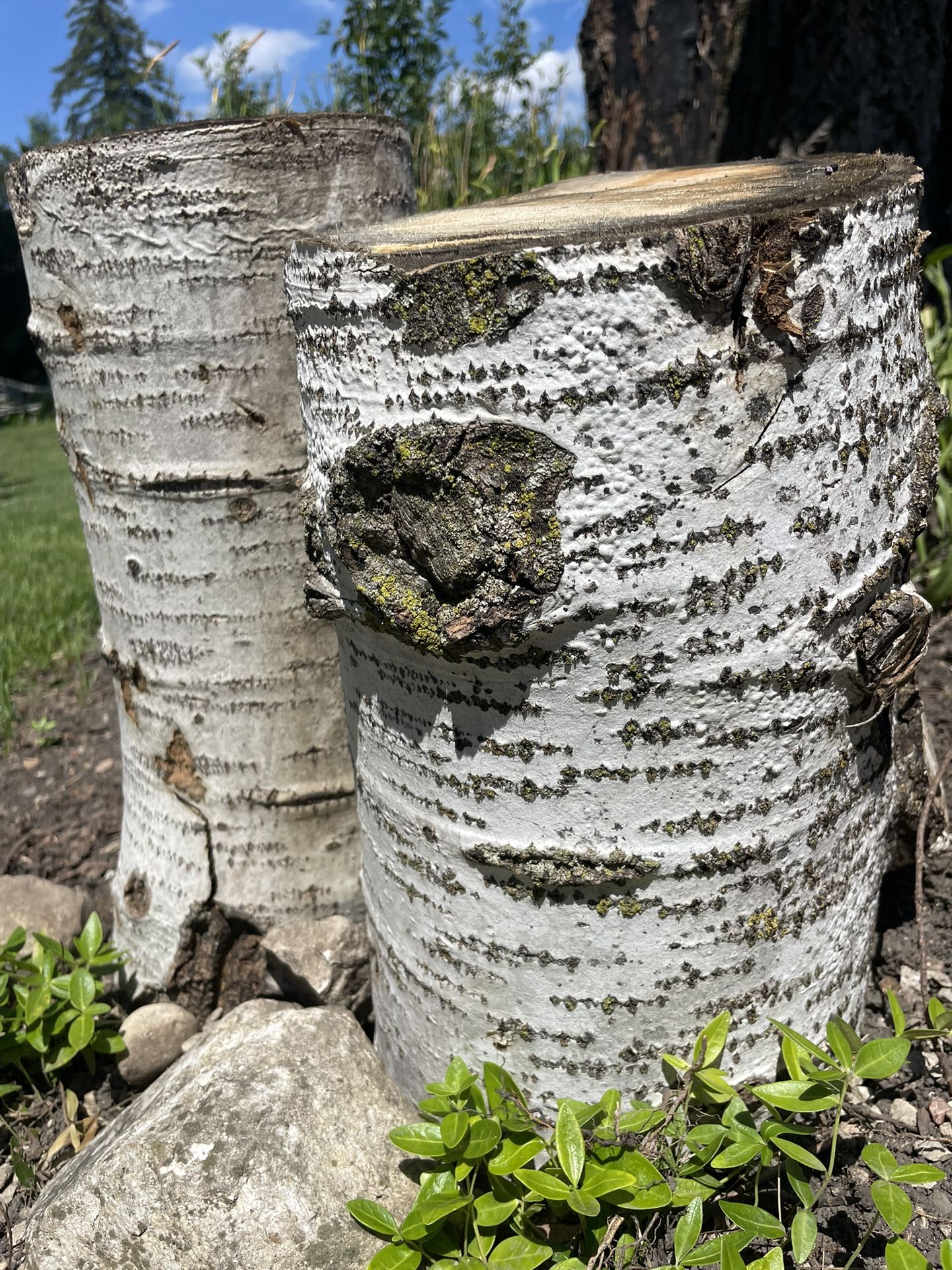 Birch-like Tree Stumps For Plant Base Or Decor