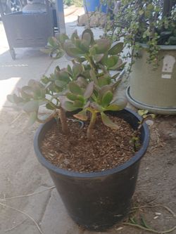 Jade plant 20$obo