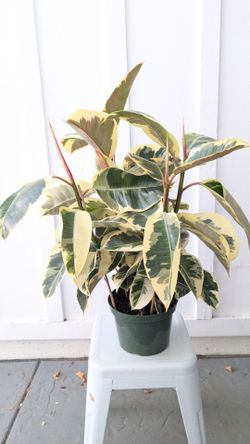 Ficus Elastica Tineke Plant 8" Pot - Indoor House Plants