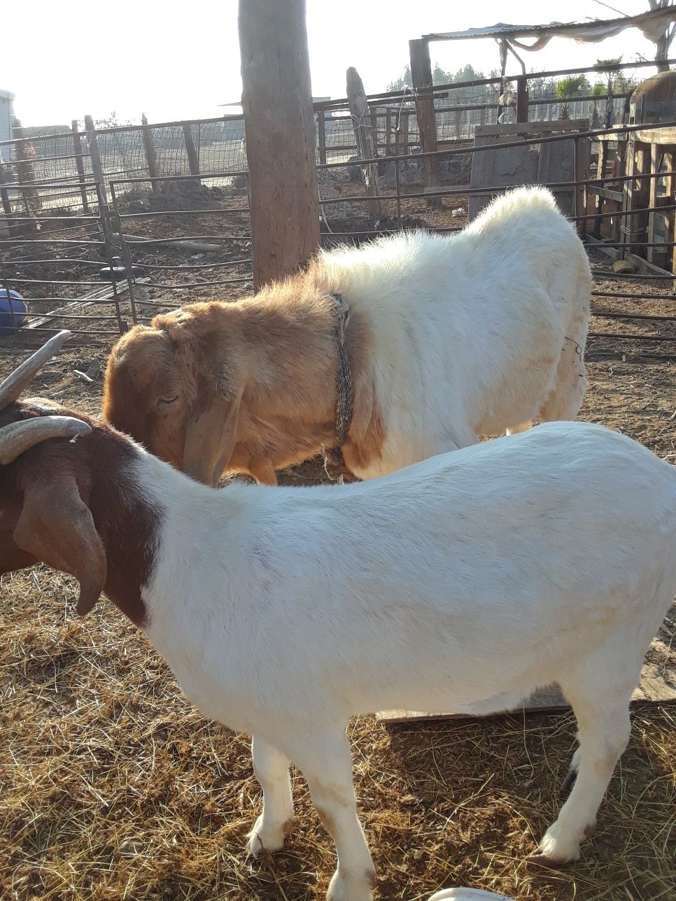 Chivos en venta