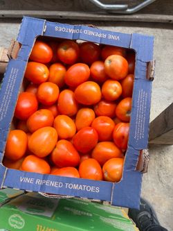 Tomate Romas $15 Box