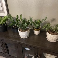 Potted Plants