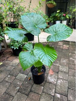 Alocasia adora elephant ear