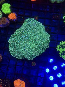 Fake Coral Decoration 